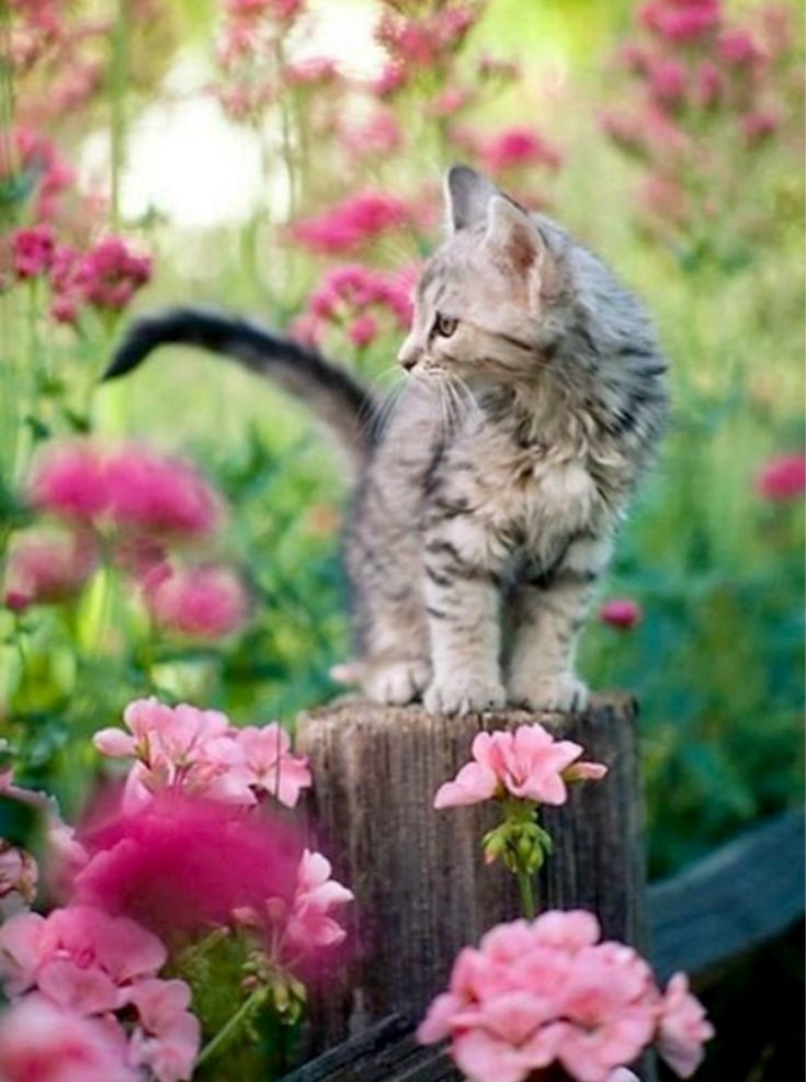 Котик 2